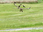 FZ015579 Red kite taking off (Milvus milvus).jpg